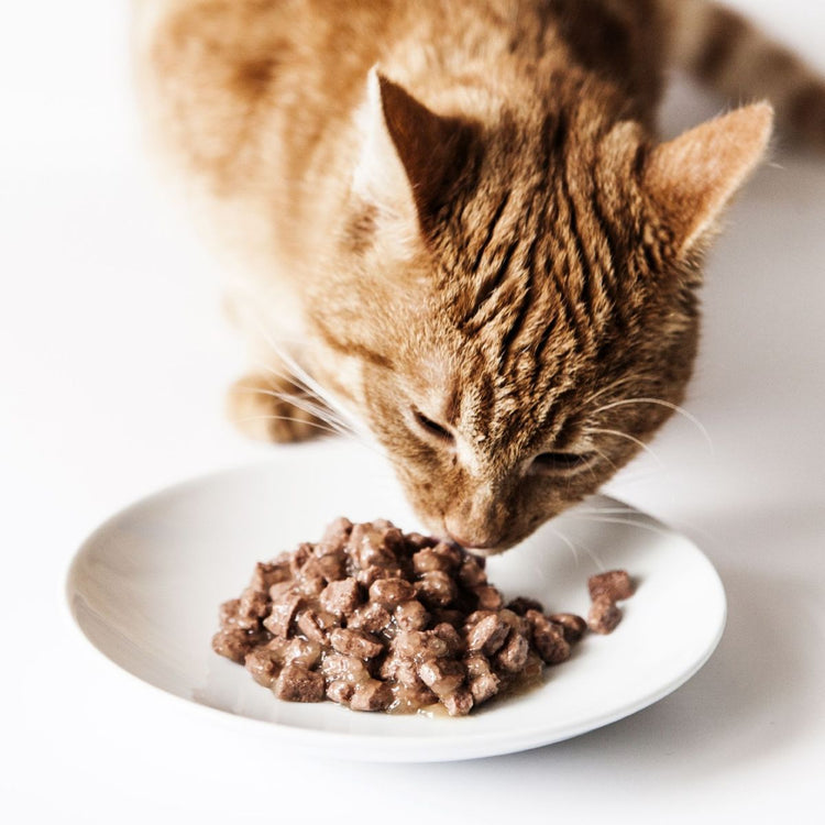 Alimentation