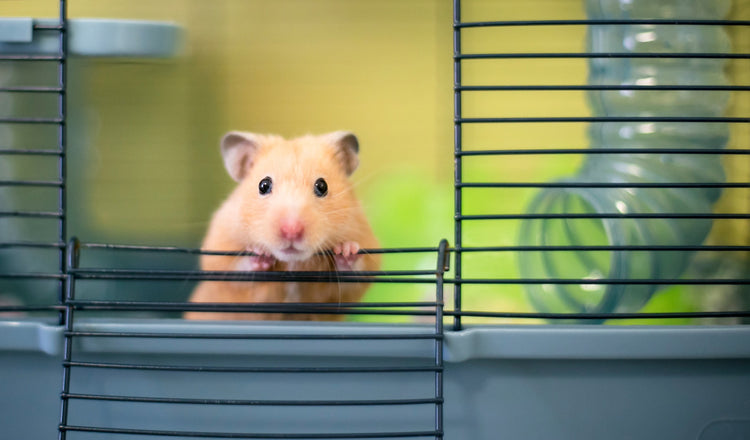 Maisonnettes, cages et accéssoires