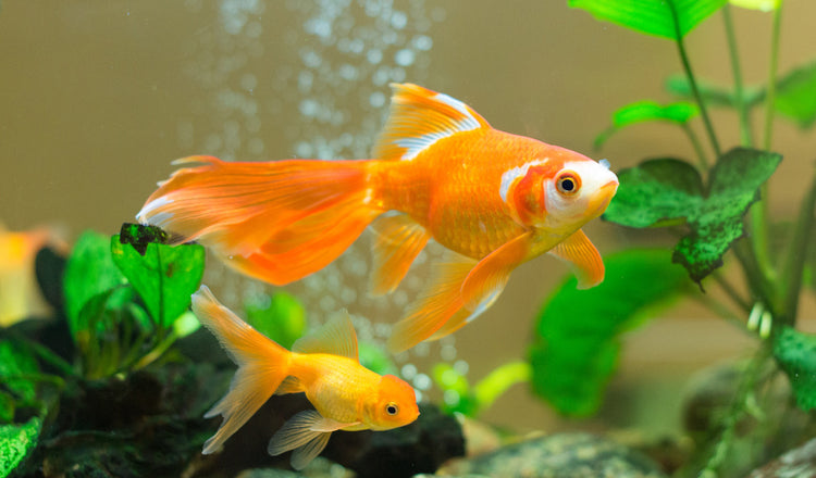 Aquariums