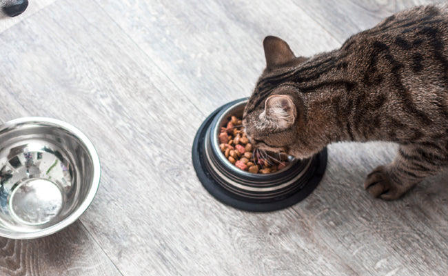 Gamelles, distributeur et fontaines d'eau Chat