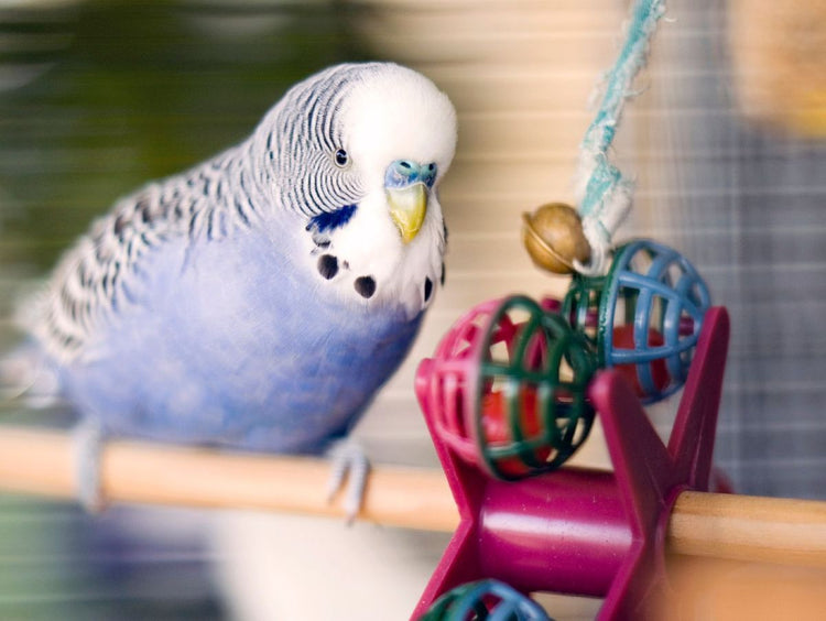 Jouets pour oiseau