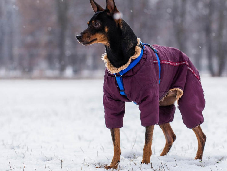 Vêtements et costumes pour chien