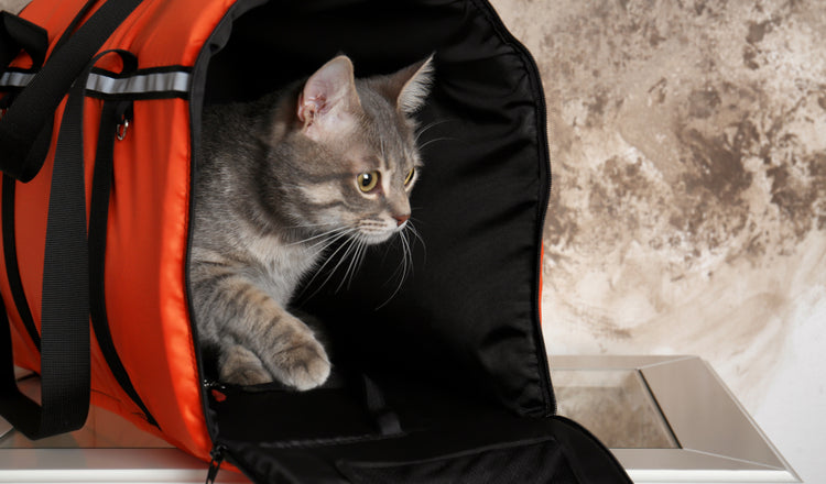 Cages et sacs de transport