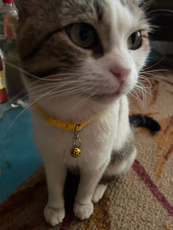 Collier réglabe pour chat