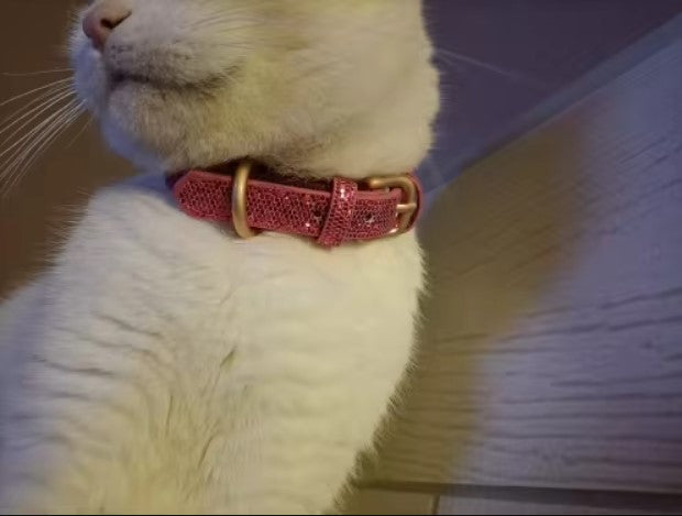Collier en cuir personnalisé pour chat
