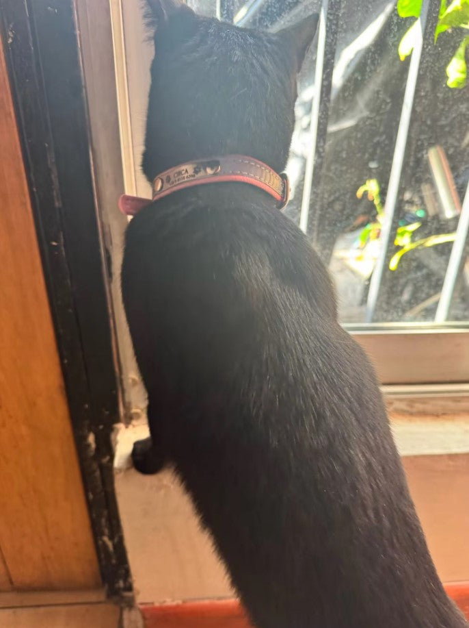 Collier en cuir personnalisé pour chat