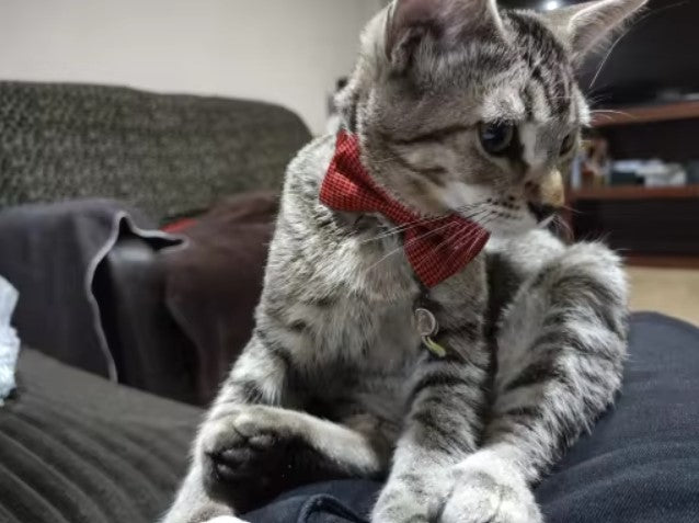 Collier nœud papillon pour chat
