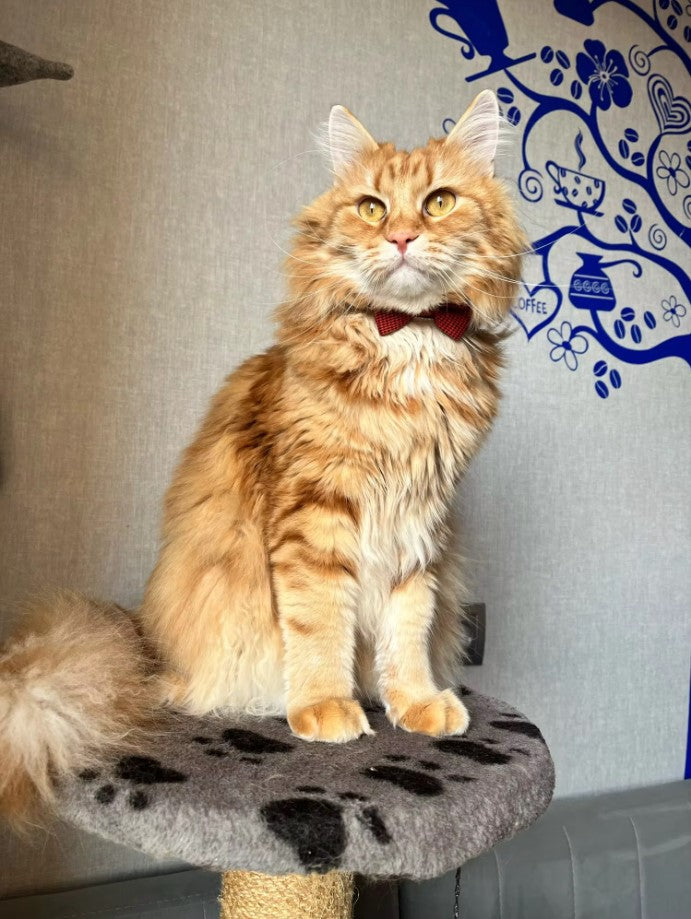 Collier nœud papillon pour chat