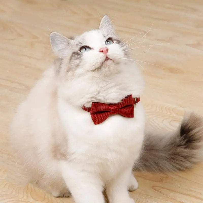 Collier nœud papillon pour chat