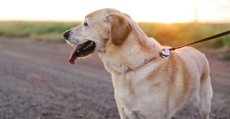 Laisses, harnais et colliers pour chien