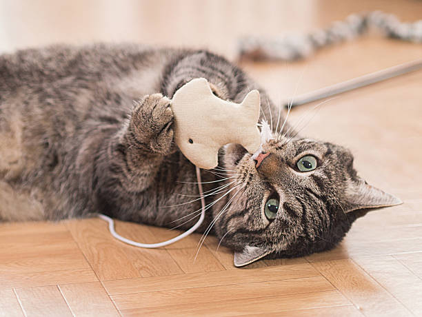 Jouets à chat