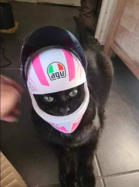 Casque de moto pour animaux de compagnie