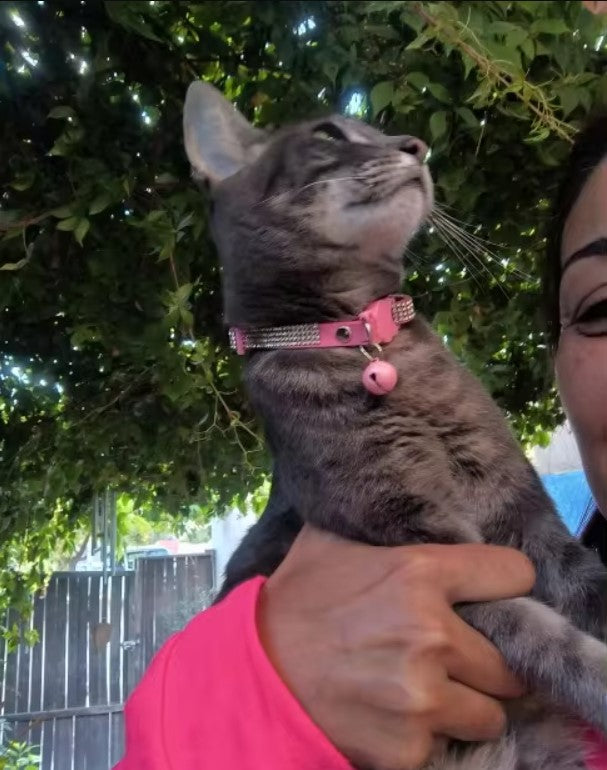 Collier à strass pour chat et petit chien