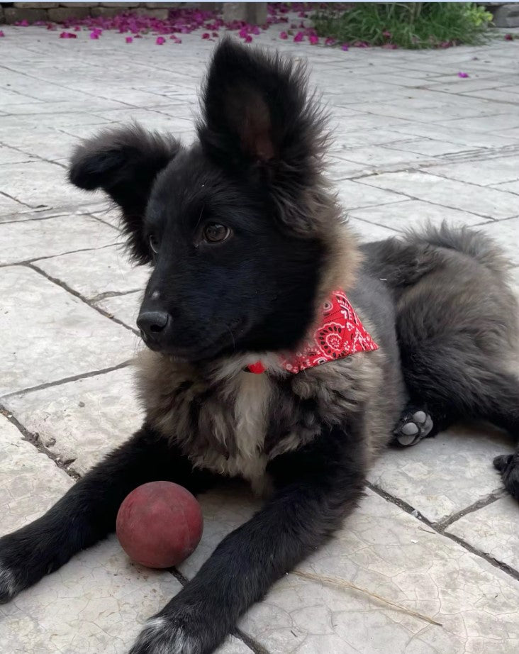 Collier bandana  pour  chien et chat