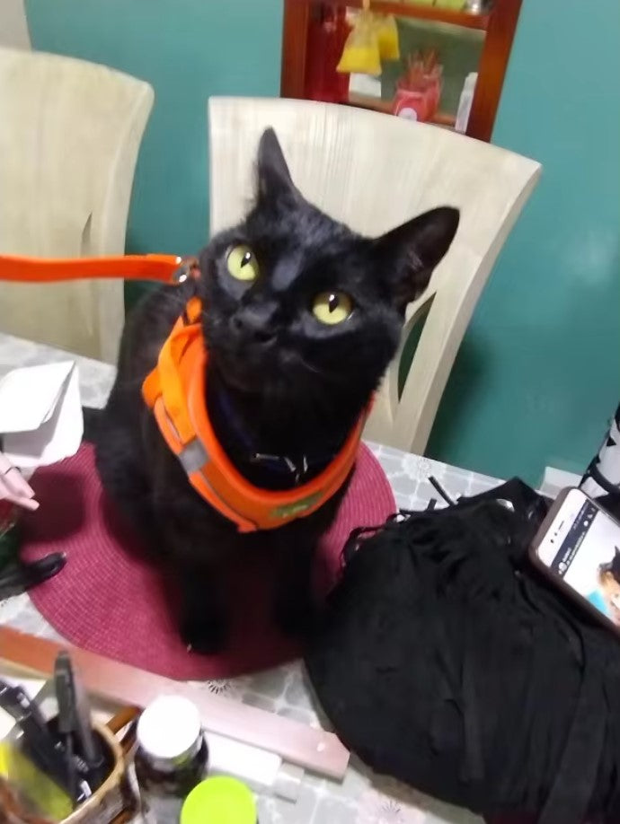 Gilet de harnais réfléchissant pour petit chien et chat avec laisse de marche