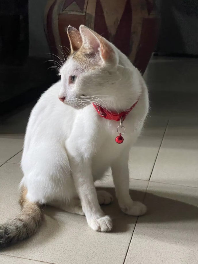 Collier pour chat à sangle réglable avec imprimé léopard et cloche