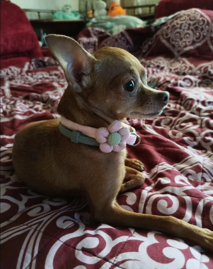 Collier ajustable orné d'une fleur tricotée et d'une cloche pour chat et petit chien