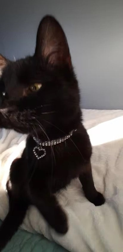 Collier à strass et pendentif coeur pour chat et petit chien