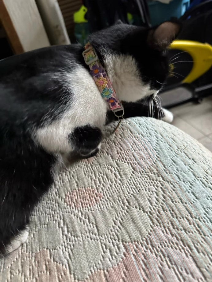 Collier mignon aux motifs colorés pour chat et petit chien