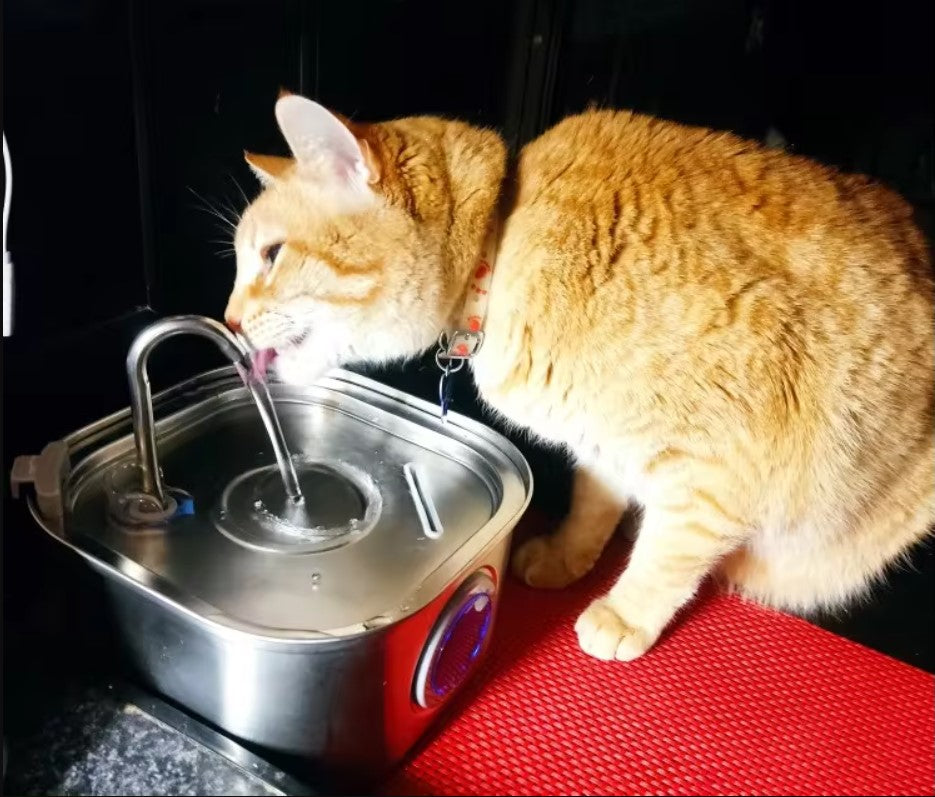 Fontaine à eau en acier inoxydable avec LED pour chien et chat