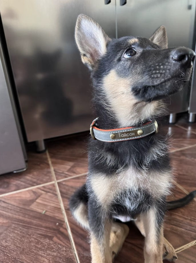 Collier personnalisé en cuir pour chien