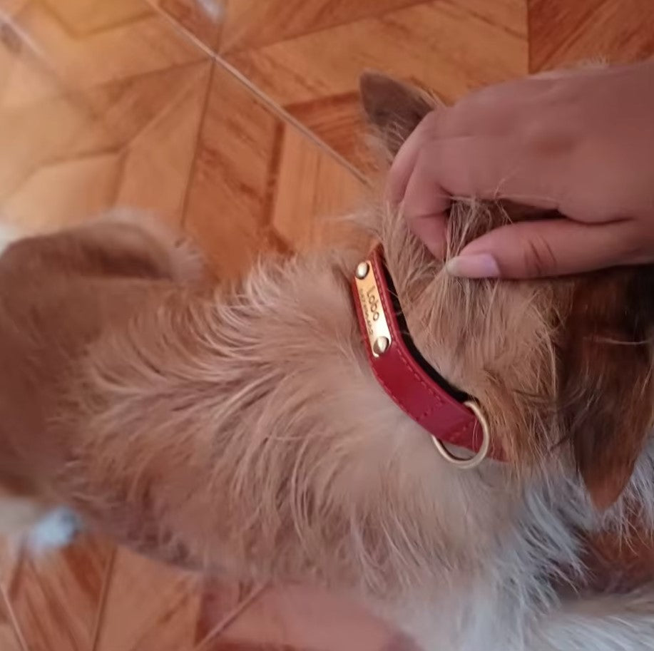 Collier personnalisé en cuir pour chien