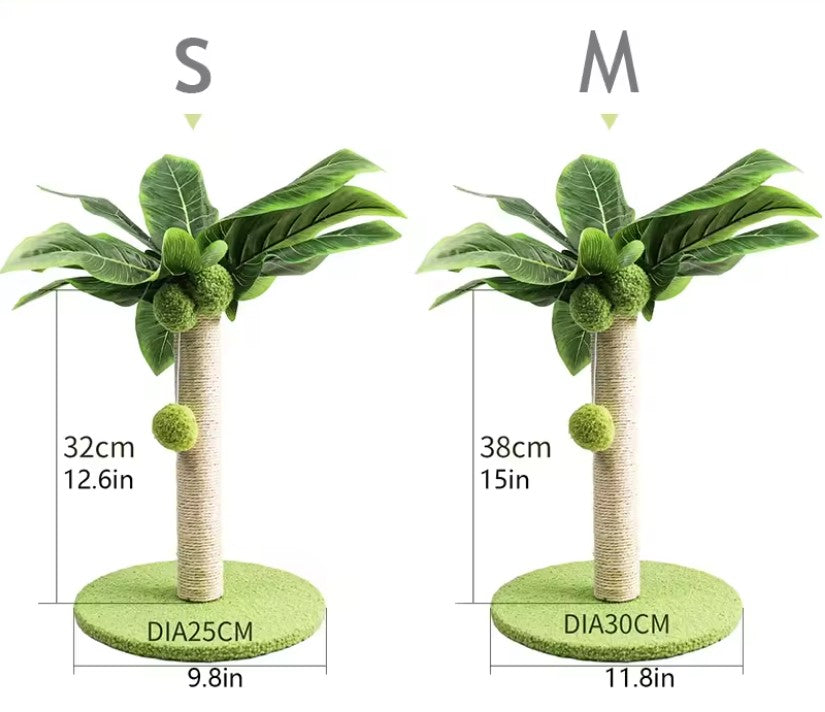 Arbre à chat mignon plante verte