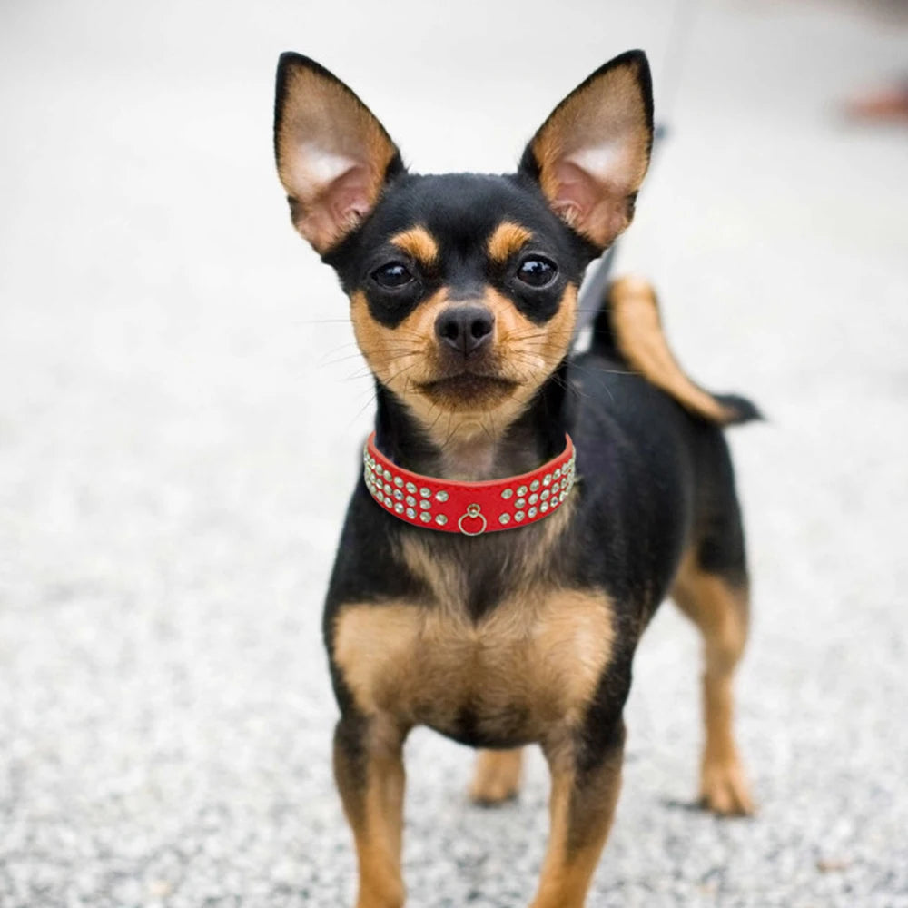 Collier pour chien en strass, cuir suédé