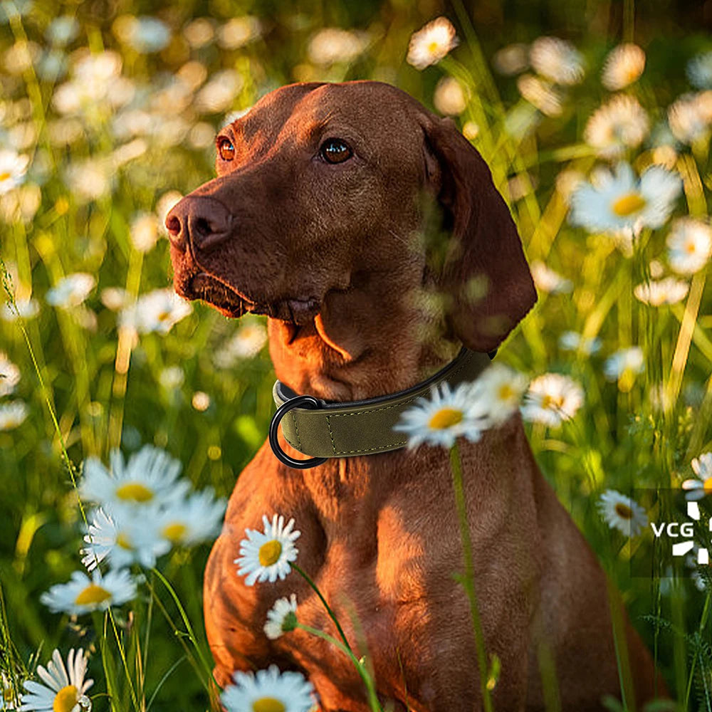 Collier élégant en cuir pour chien