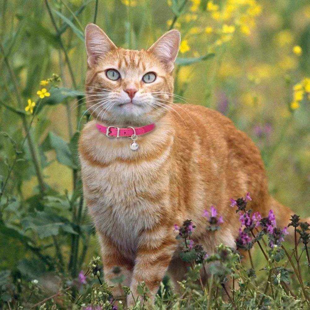 Collier  en cuir Pu pour chat avec clochette