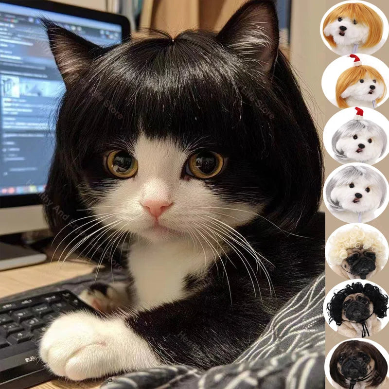 Perruque originale et amusante pour chat