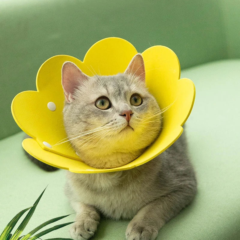 Collier élisabéthain en forme de tournesol pour chat et chien