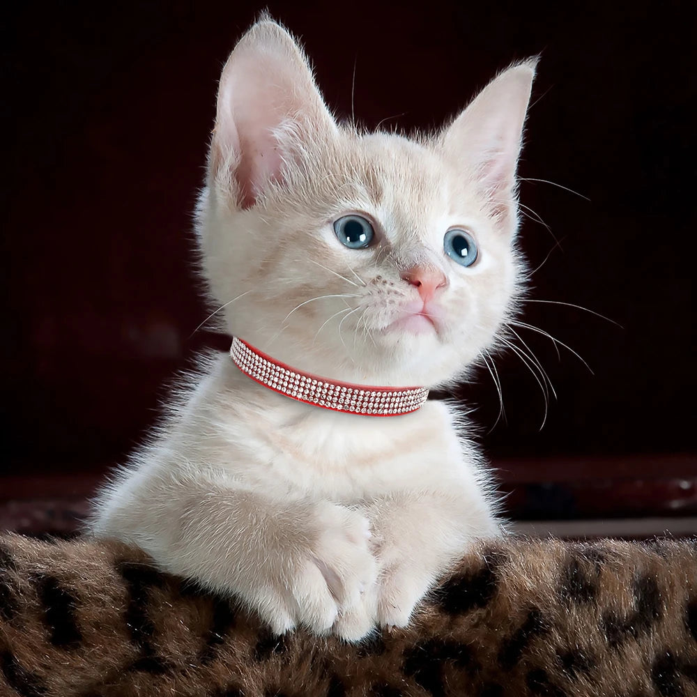 Collier à strass pour chat et petit chien