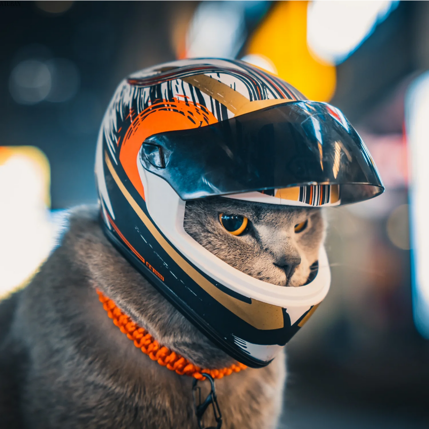 Casque de moto pour animaux de compagnie