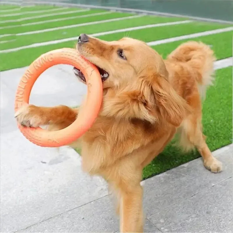 Frisbee, anneau d'entraînement pour chien