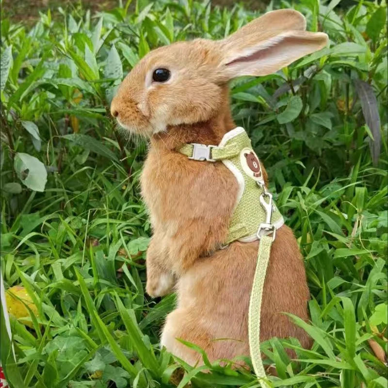 Ensemble de harnais et de laisse pour lapin