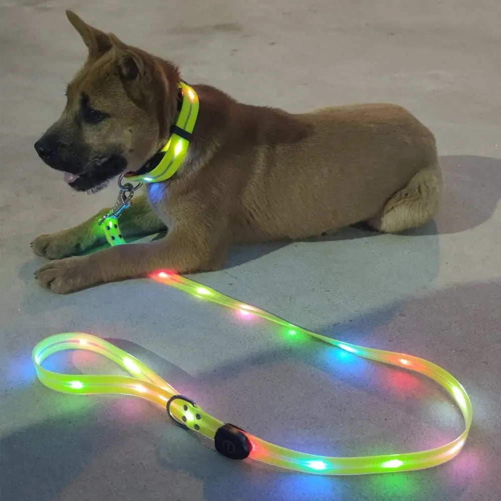 Laisse lumineuse LED pour chien/ ensemble laisse et collier