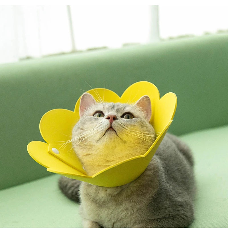 Collier élisabéthain en forme de tournesol pour chat et chien