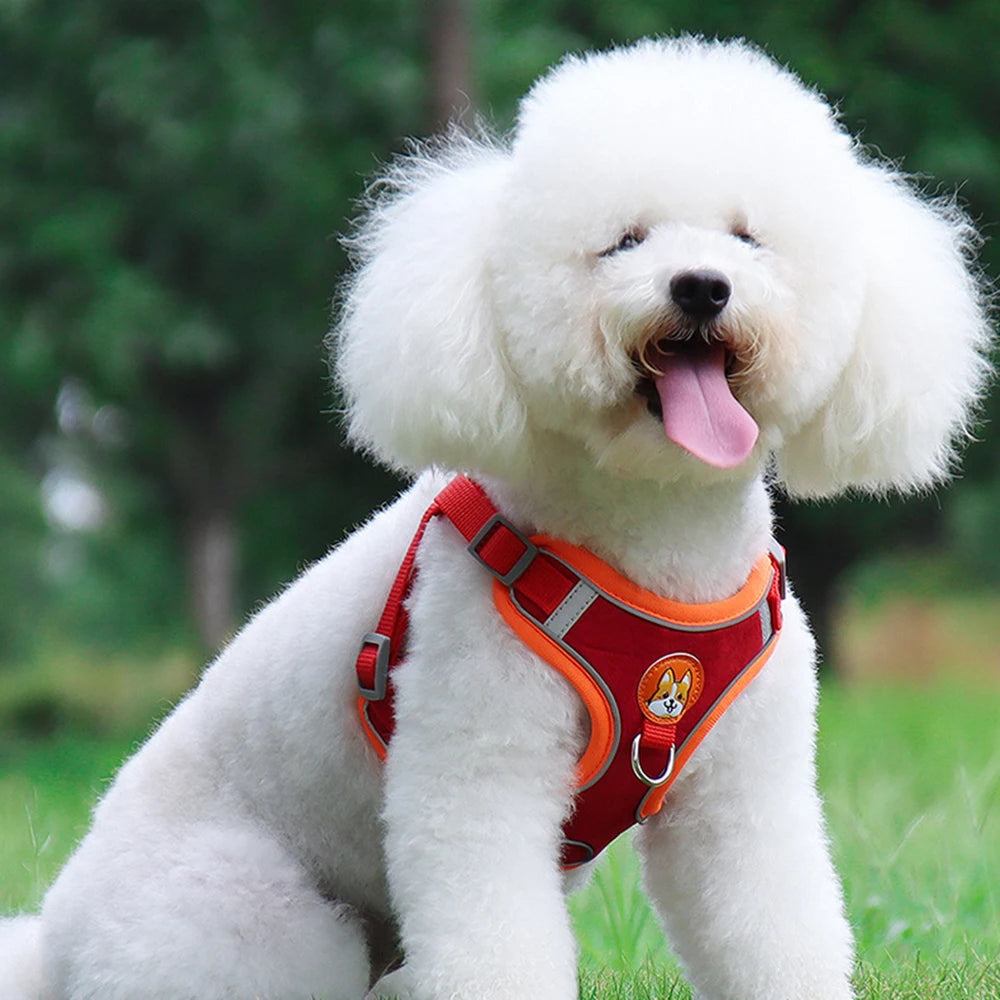 Ensemble harnais et laisse pour petit et moyen chien