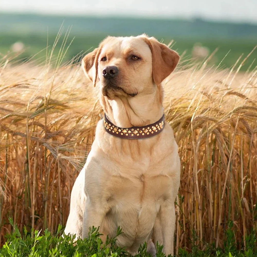 Collier pour chien en cuir cloutés à pointes dorées