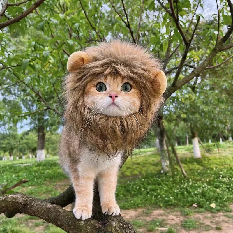 Bonnet capuche perruque de lion amusant pour chat