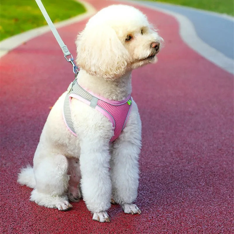 Harnais pour chien gilet avec laisse, sangle de poitrine réglable.