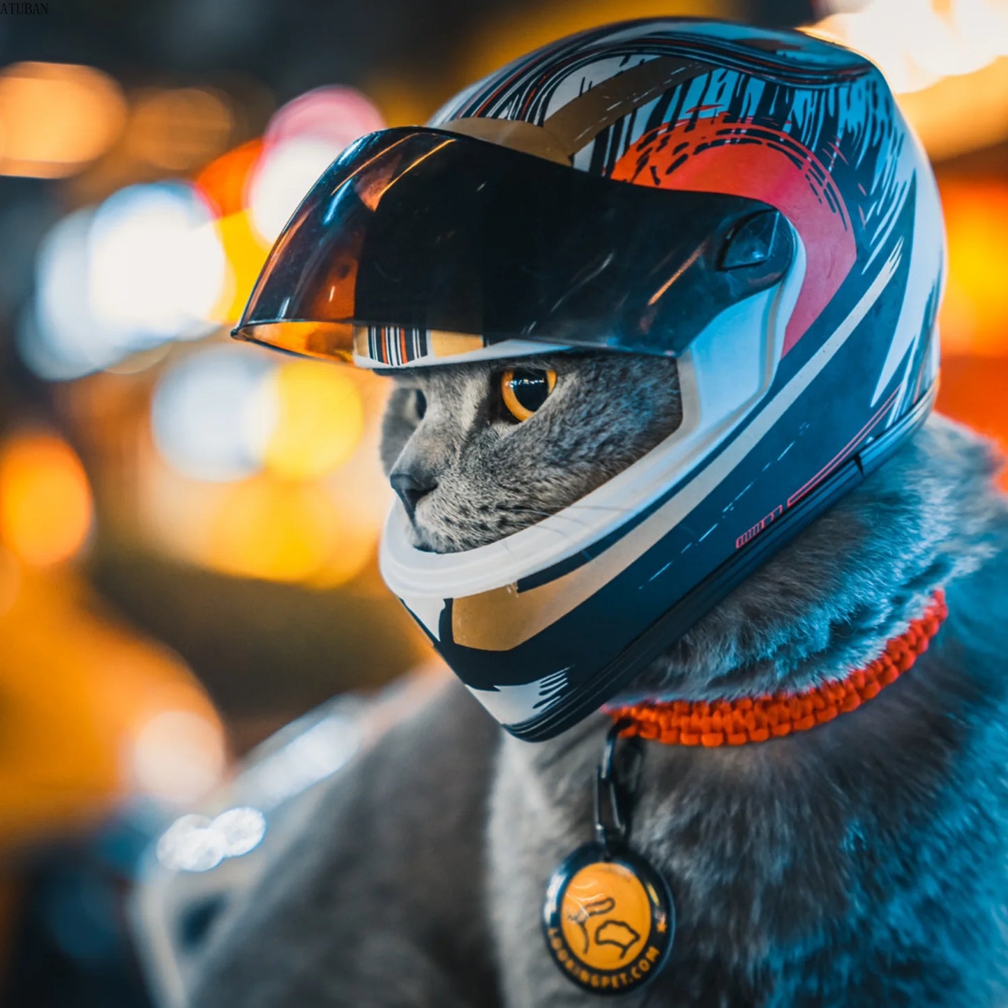 Casque de moto pour animaux de compagnie