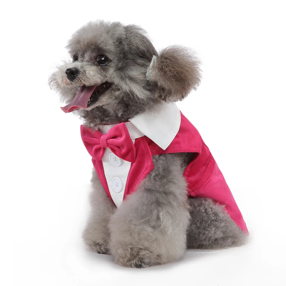 Costume de smoking, déguisement pour chien et chat